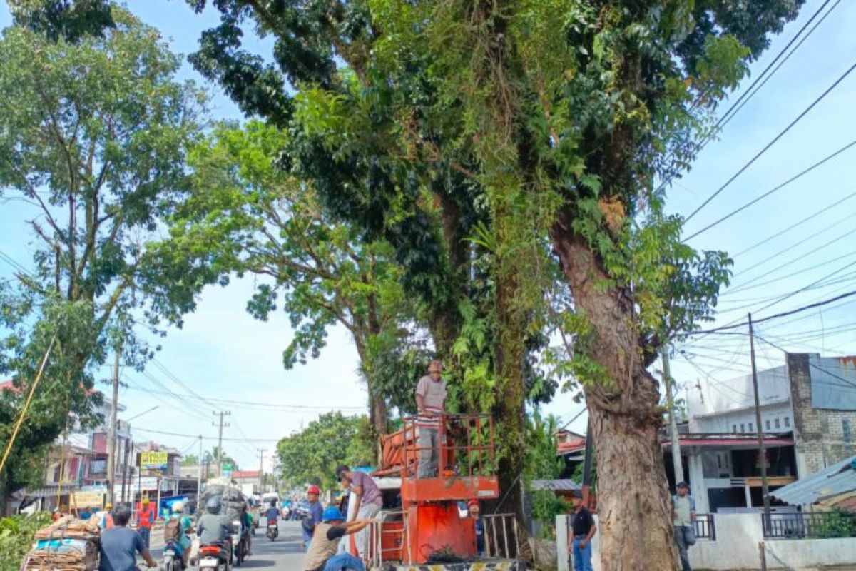 DLH Pasaman Barat pangkas pohon pelindung di jalan nasional Simpang Empat-Simpang Tiga