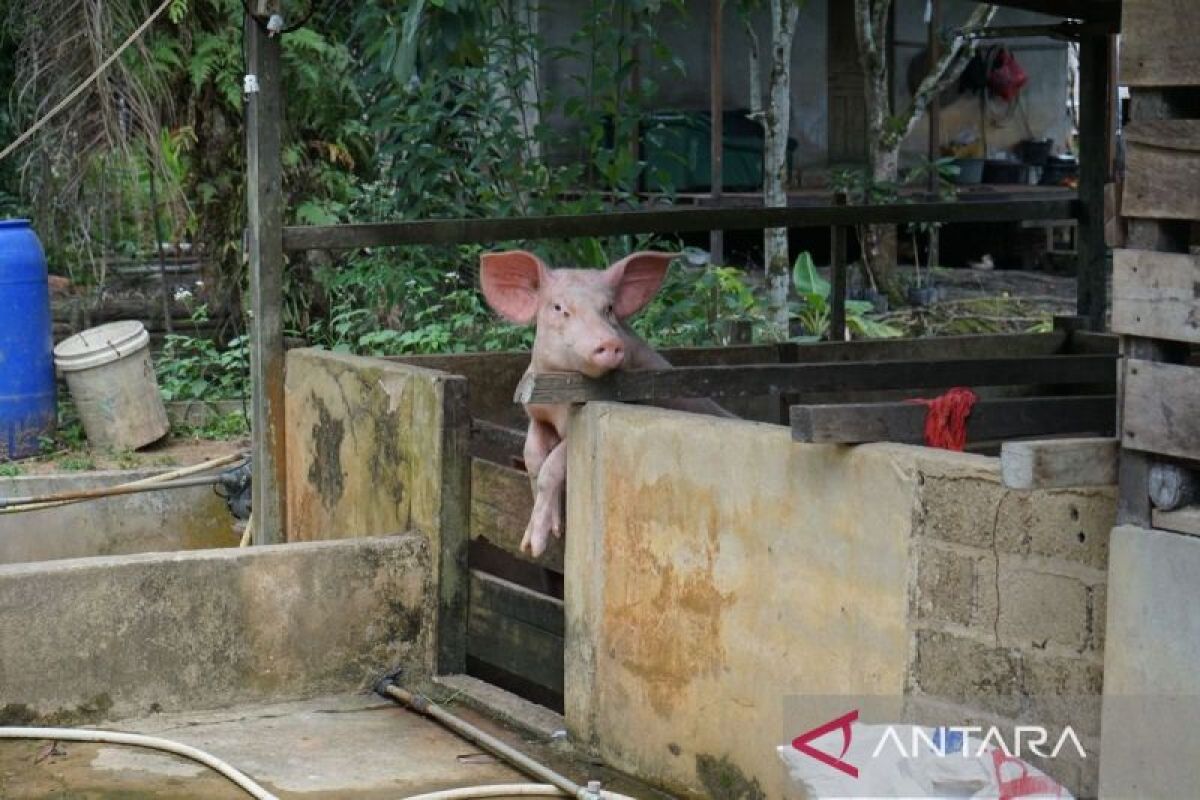 Pemkab Jayapura imbau warga waspadai penyakit demam babi Afrika