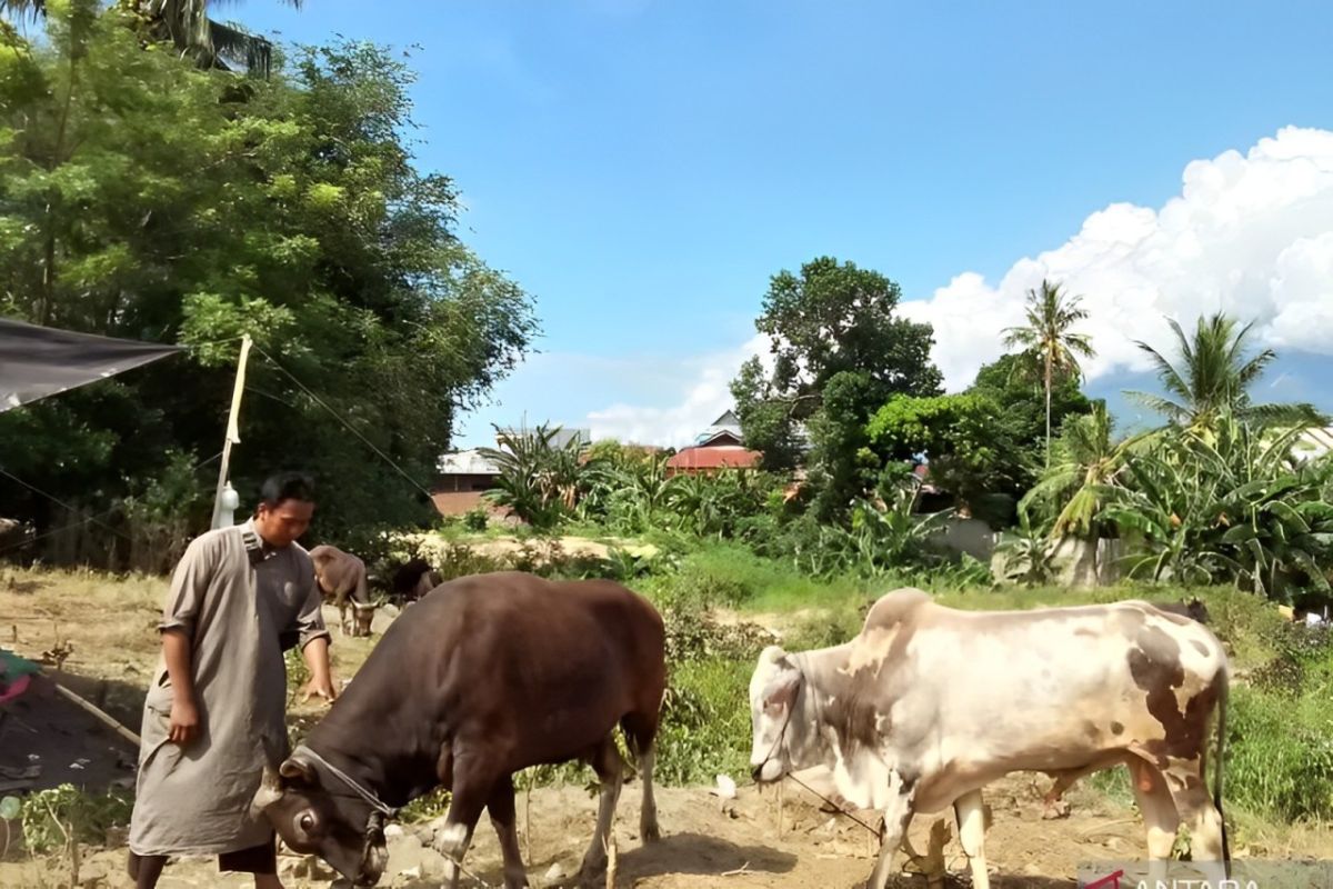 Pemprov Sulteng terus tingkatkan pengawasan hewan ternak jelang Idul Adha