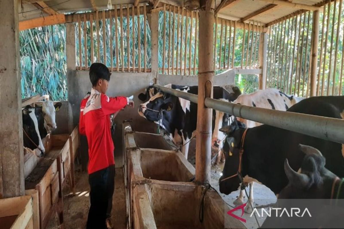 Disnakkan Boyolali pantau perdagangan ternak  kurban jelang Idul Adha