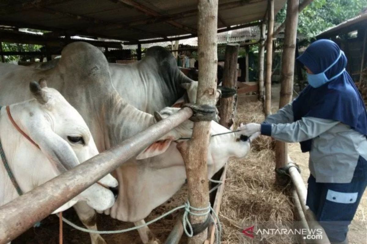 Dinas Pertanian Kota Yogyakarta memastikan tidak ada hewan kurban sakit