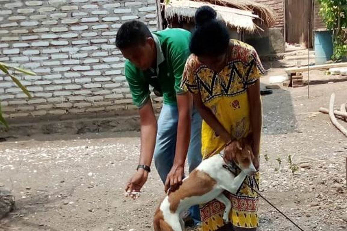 Lembata imbau warga laporkan anjing yang belum tervaksin