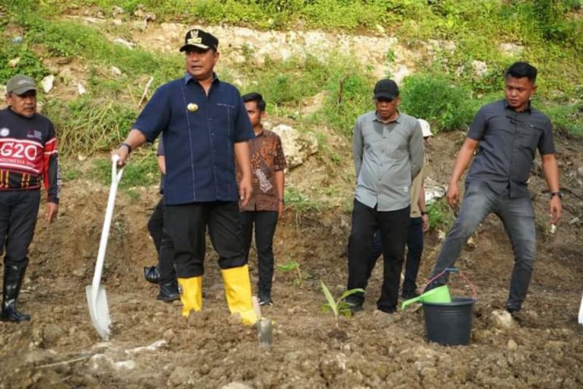 Pemprov Sulbar kerja sama dengan perbankan kembang pisang Cavendish