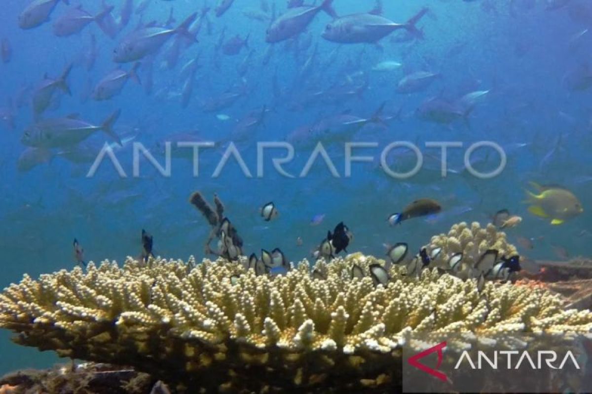 Penjaga Laut buka donasi  transplantasi terumbu karang di Maluku