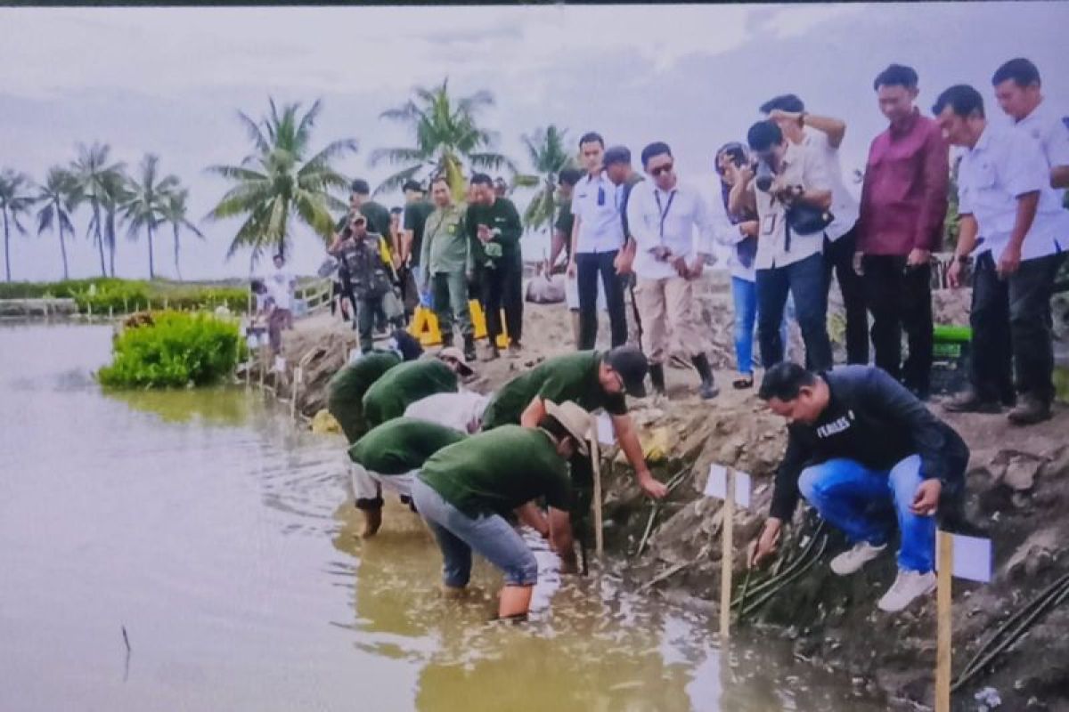 Bulukumba tanam 5.000 mangrove saat peringati Hari Lingkungan Hidup Sedunia