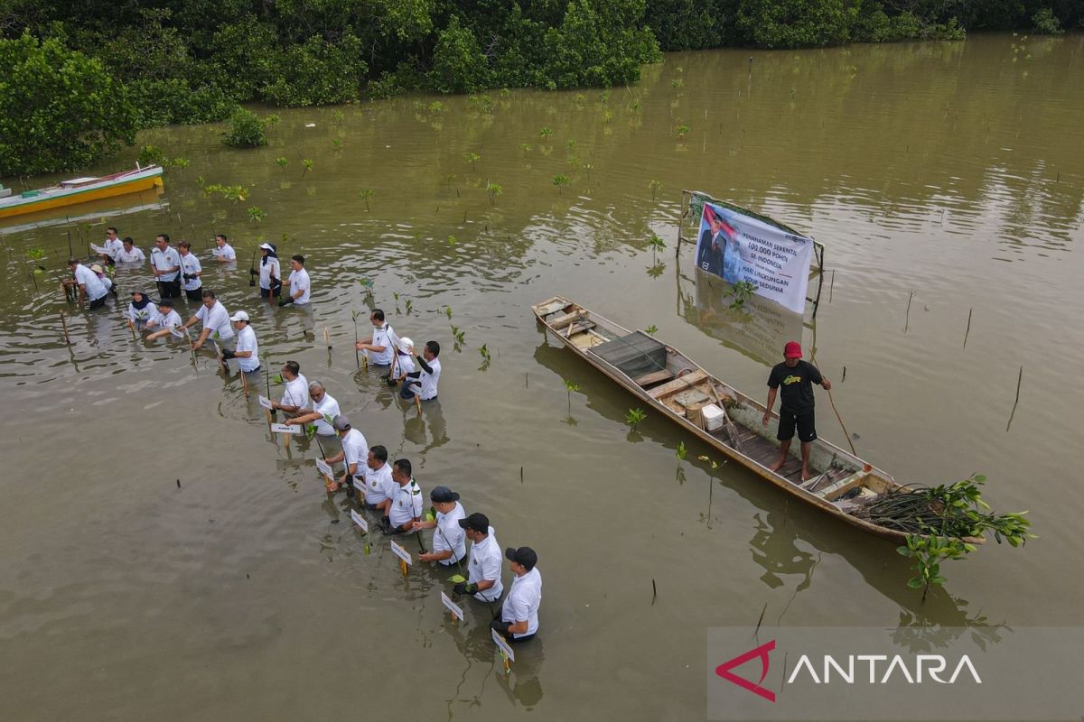 BPN Sultra tanam 4.000 mangrove di Hari Lingkungan Hidup Sedunia