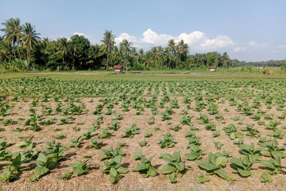 Para petani di Lombok Tengah mulai tanam tembakau