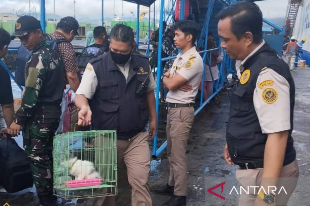 Karantina sinergi BKSDA awasi hewan dan tumbuhan di pelabuhan Sulut