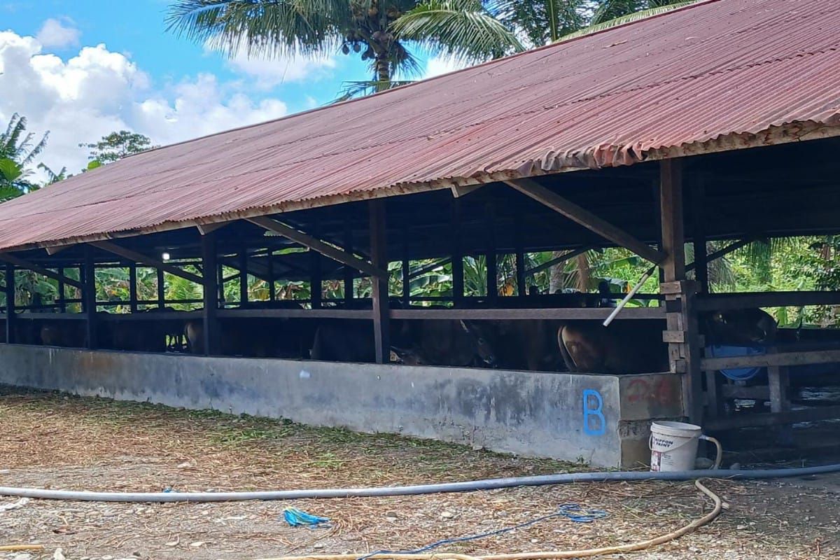 Disnakkeswan Mimika: 260 ekor kambing kurban siap untuk Idul Adha 1445 H