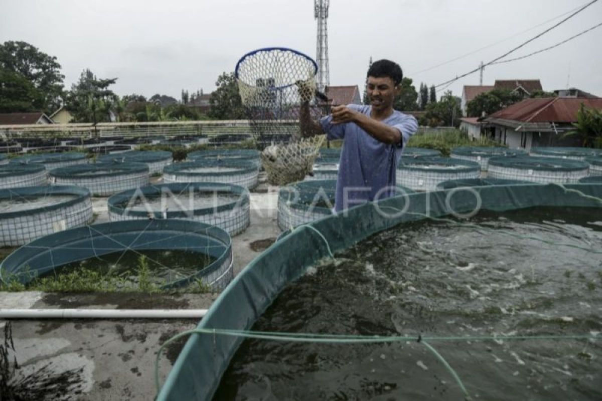 Berhasil jaga tren positif, produksi perikanan budi daya Kalteng terus meningkat