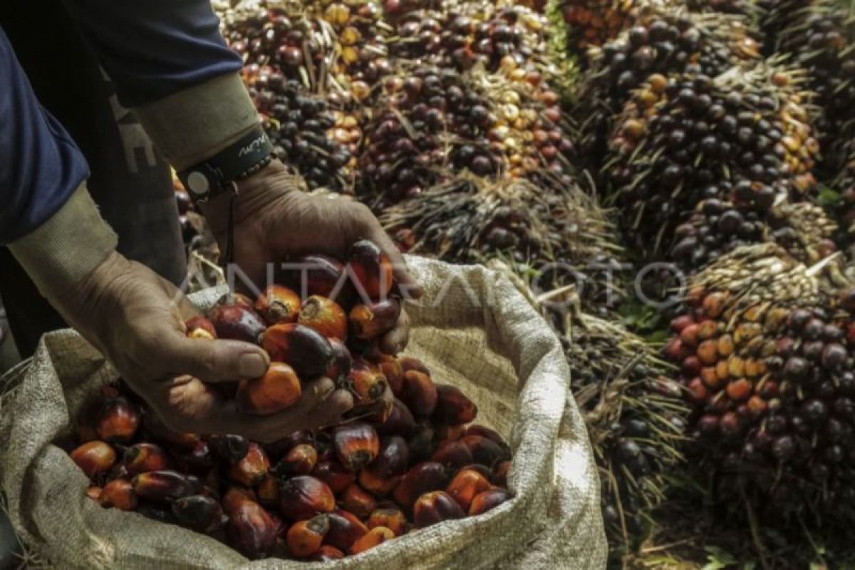 Disbun Kalteng: Harga TBS sawit produksi pekebun berangsur naik