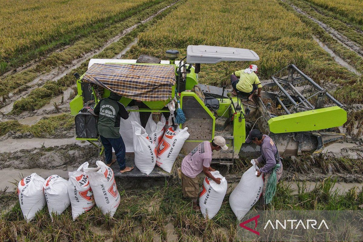 Distanak Sultra catat peningkatan produksi padi awal tahun