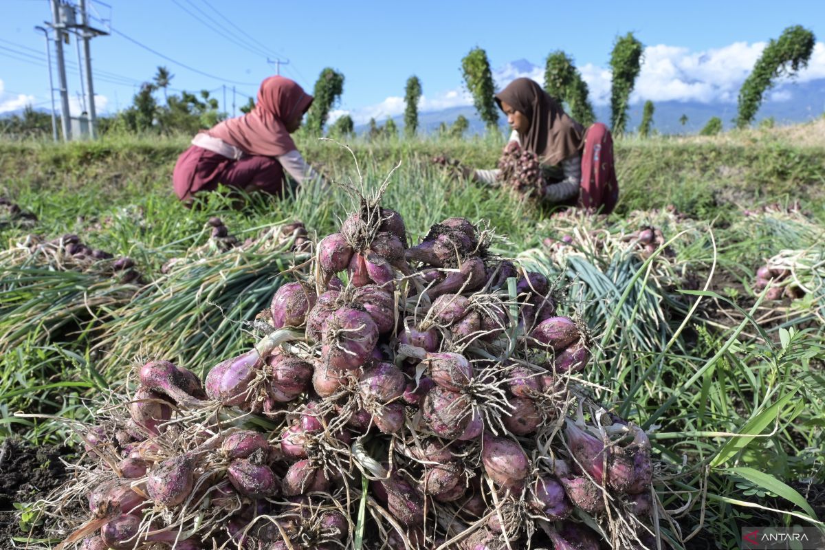 BPS: Tomat dan bawang merah sumbang inflasi tertinggi di NTB