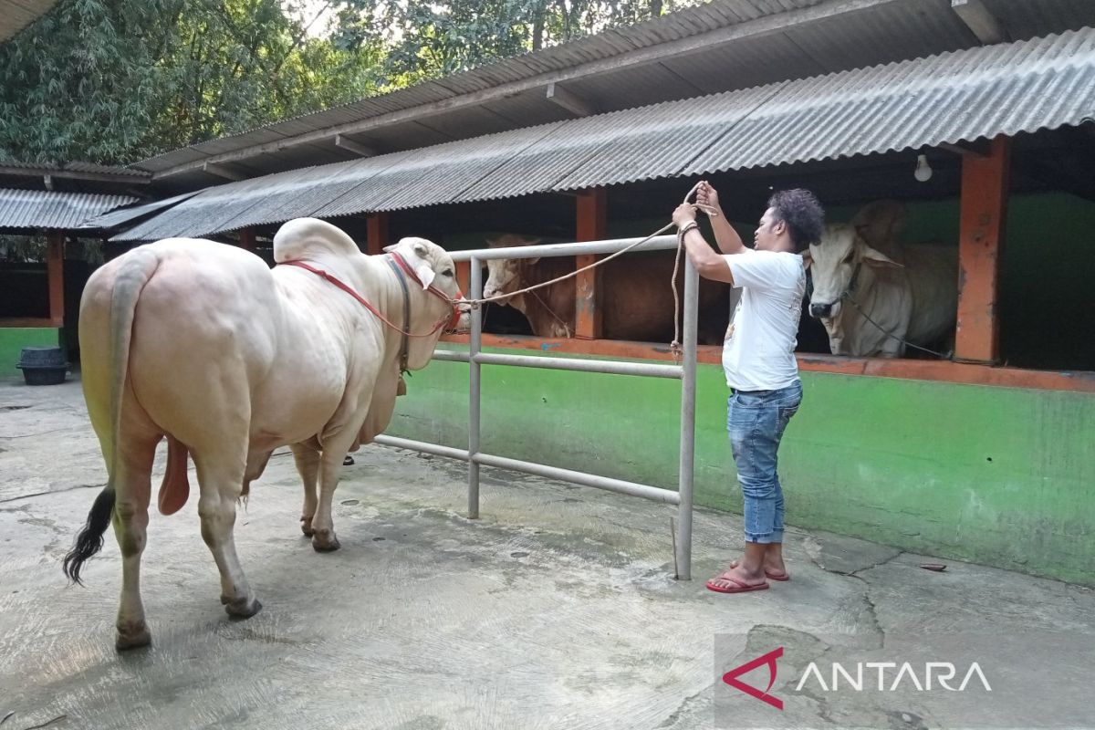 Jokowi beli sapi kurban milik peternak di Bantul