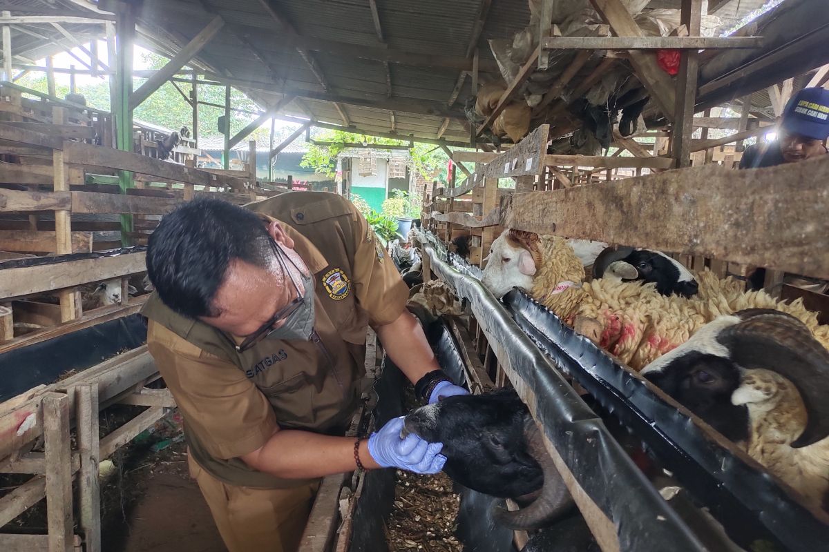 Jelang Idul Adha, Pemkot Bandarlampung cek kesehatan hewan kurban