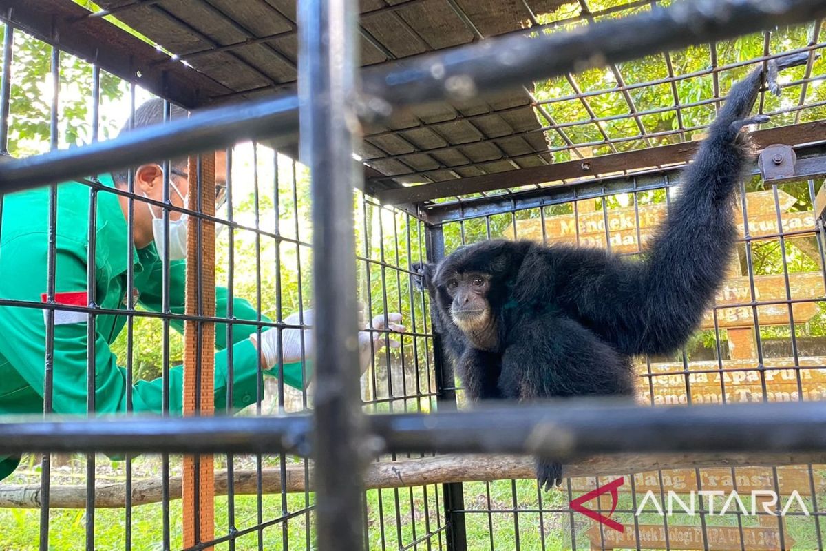 Warga Pekanbaru serahkan siamang ke BBKSDA Riau