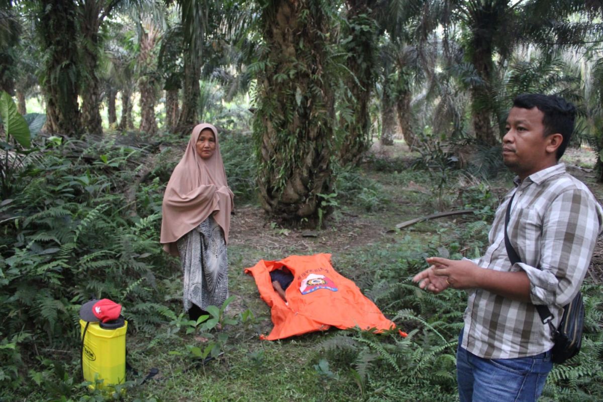 Pria di Kampar ditemukan tewas saat menyemprot hama di kebun sawit