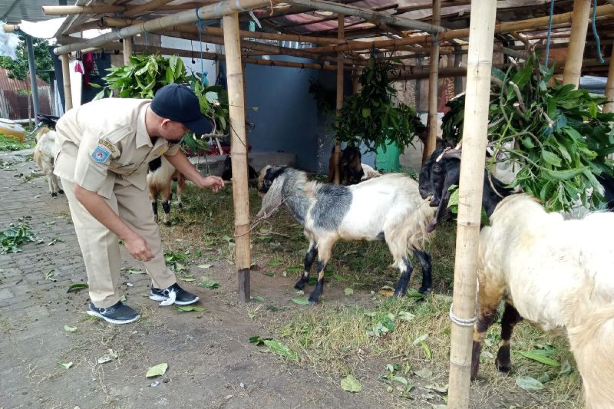Sebanyak 84 ekor hewan kurban siap dipotong saat Idul Adha di Kota Mataram