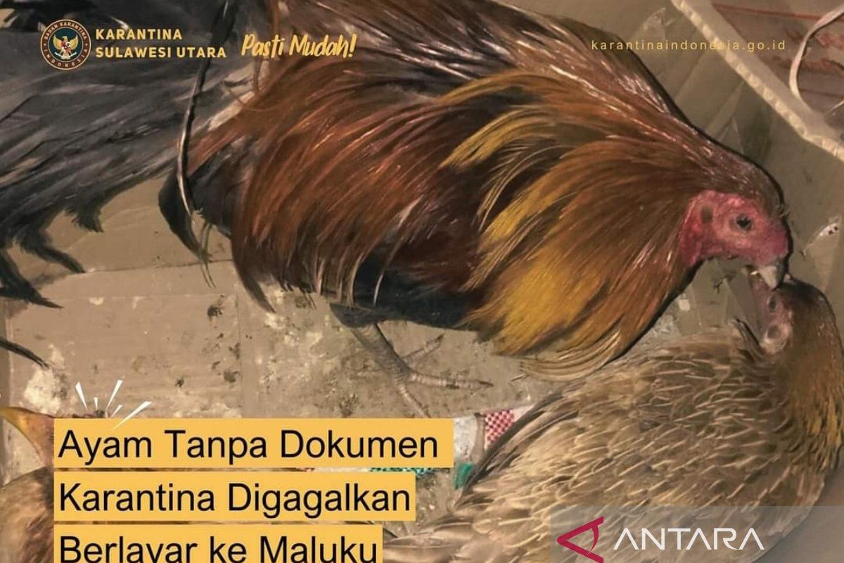 Karantina amankan pengiriman unggas ilegal tanpa  dokumen di Sulut