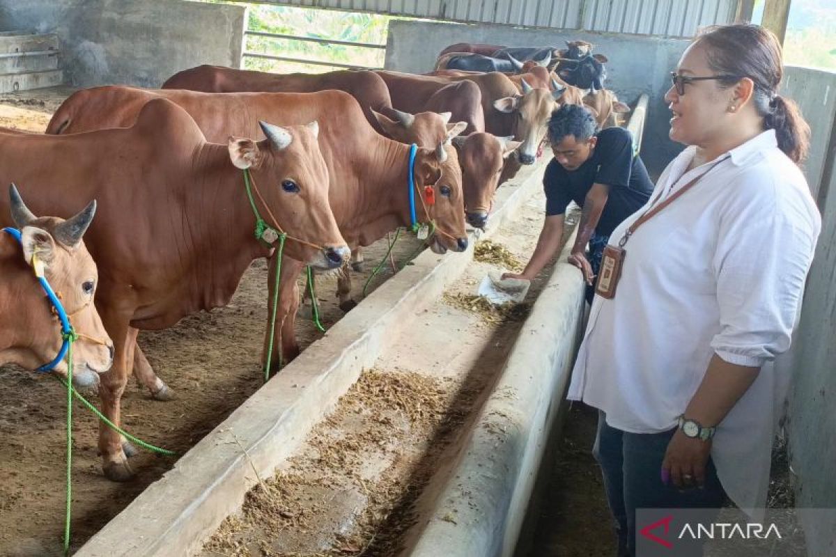 Antrean kurban di RPH Kota Semarang capai 155 ekor