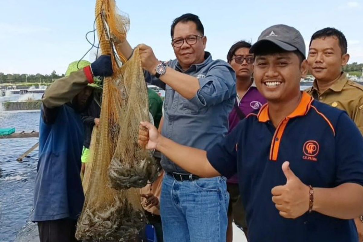 Shrimp Estate Berkah sukses hasilkan udang vaname sesuai target dalam panen parsial