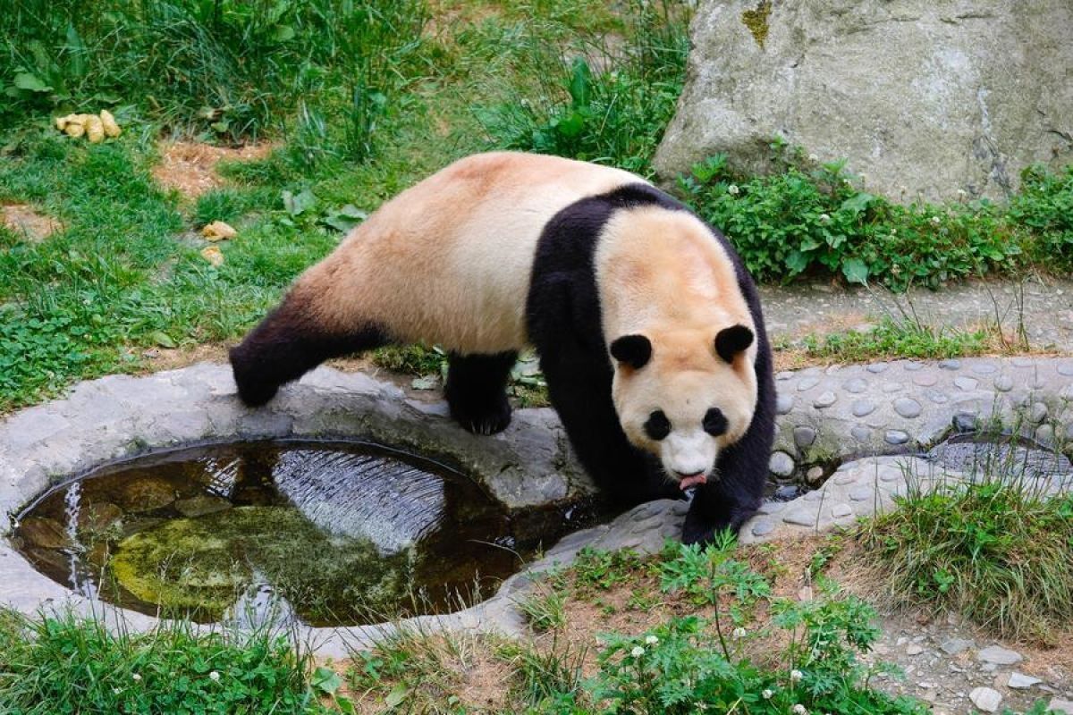 Pulang dari Korsel, panda raksasa Fu Bao hari Rabu sapa publik di China