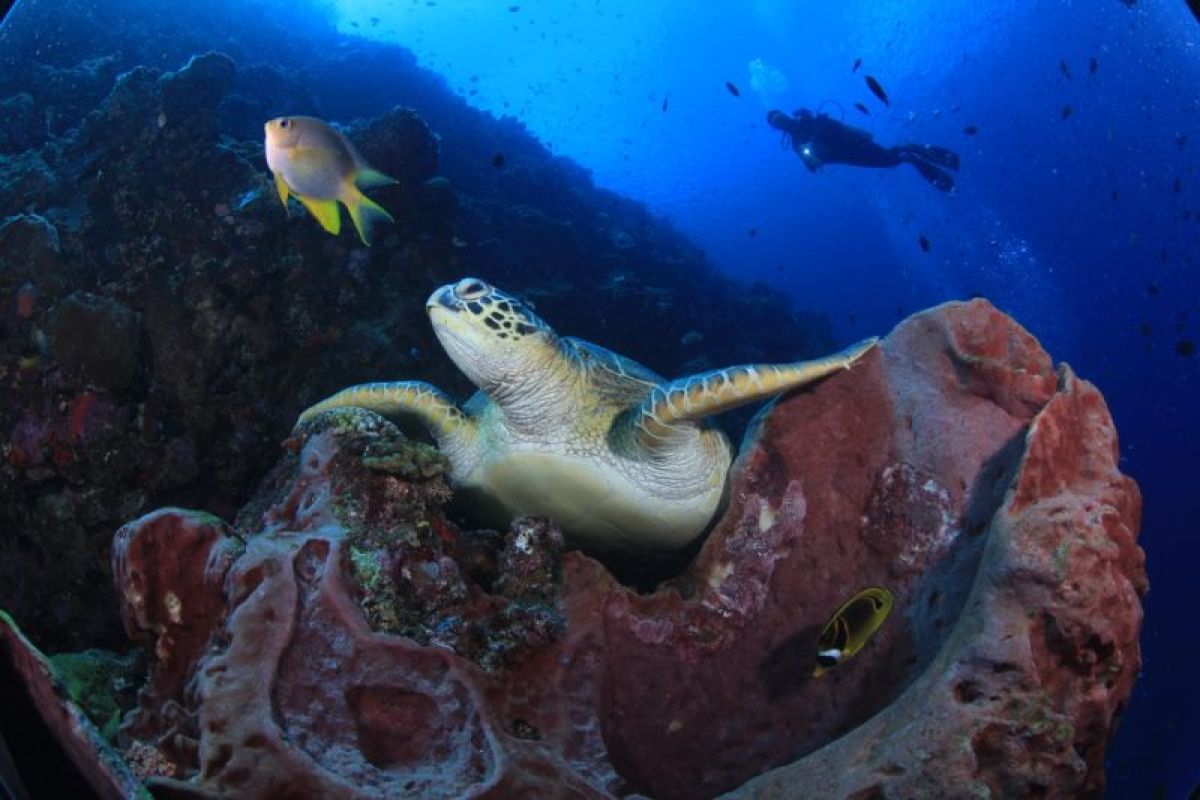 Garang dan Rahmat juarai lomba foto bawah laut Coral Triangle Day 2024