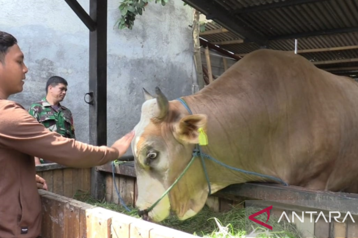 Alhamdulillah!! Presiden Jokowi sumbang sapi kurban 1,05 ton untuk warga NTB