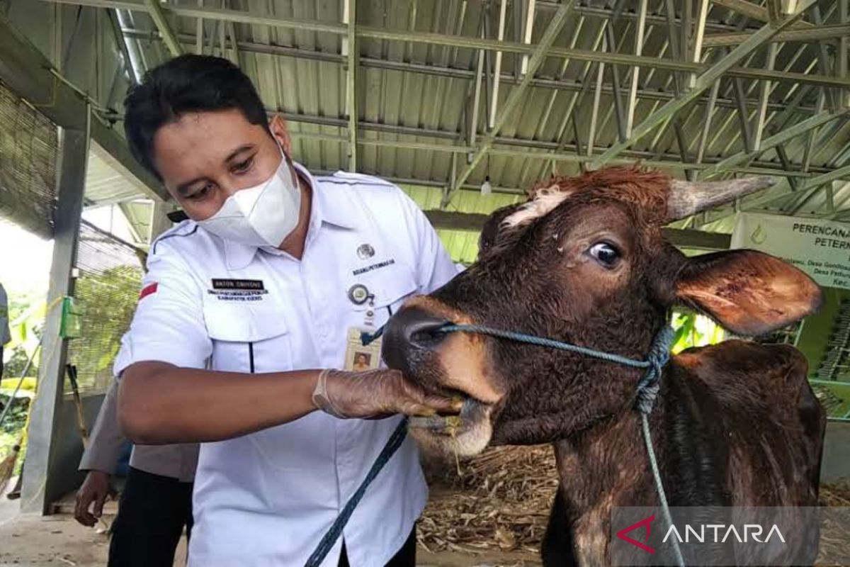 Dispertan  Kudus tidak menemukan ternak dengan penyakit berbahaya