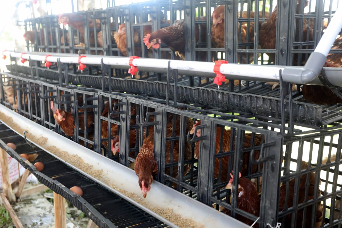 Mensos Rismaharini berdayakan masyarakat lewat ternak ayam petelur