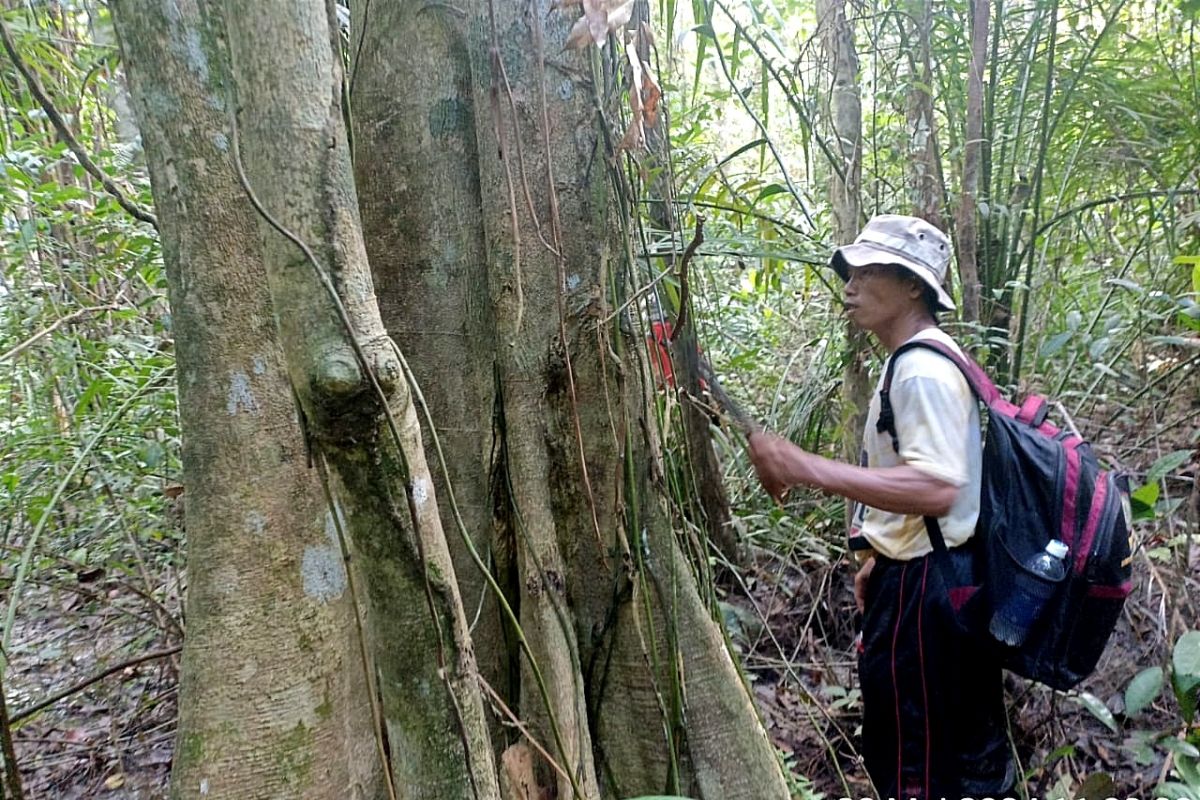 Dicadangkan jadi taman satwa di Kotim, berikut keanekaragaman hayati Pulau Hanibung