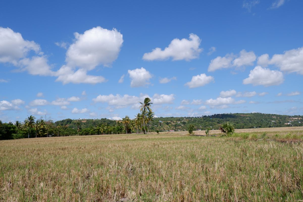 BMKG peringatkan potensi kebakaran hutan dan lahan di Pulau Timor