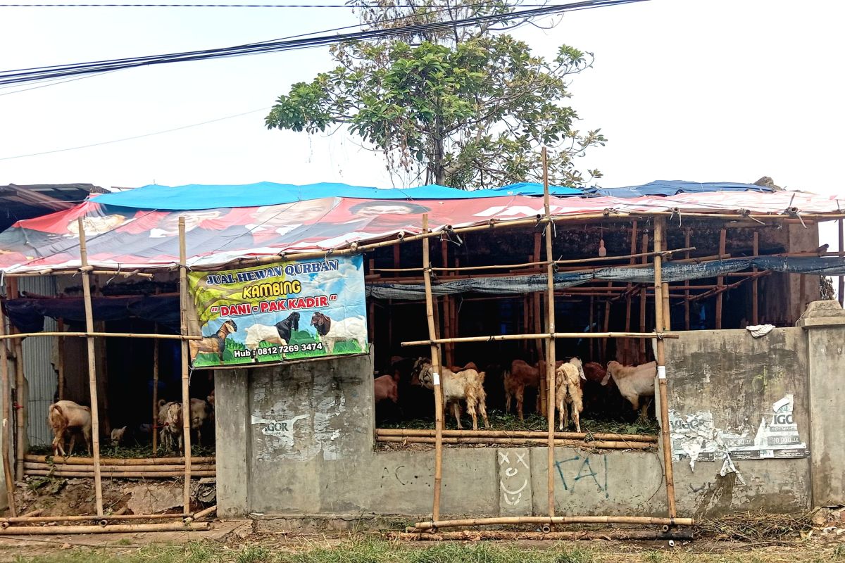 PDHI Lampung minta penjual hewan kurban perhatikan kebersihan lapak