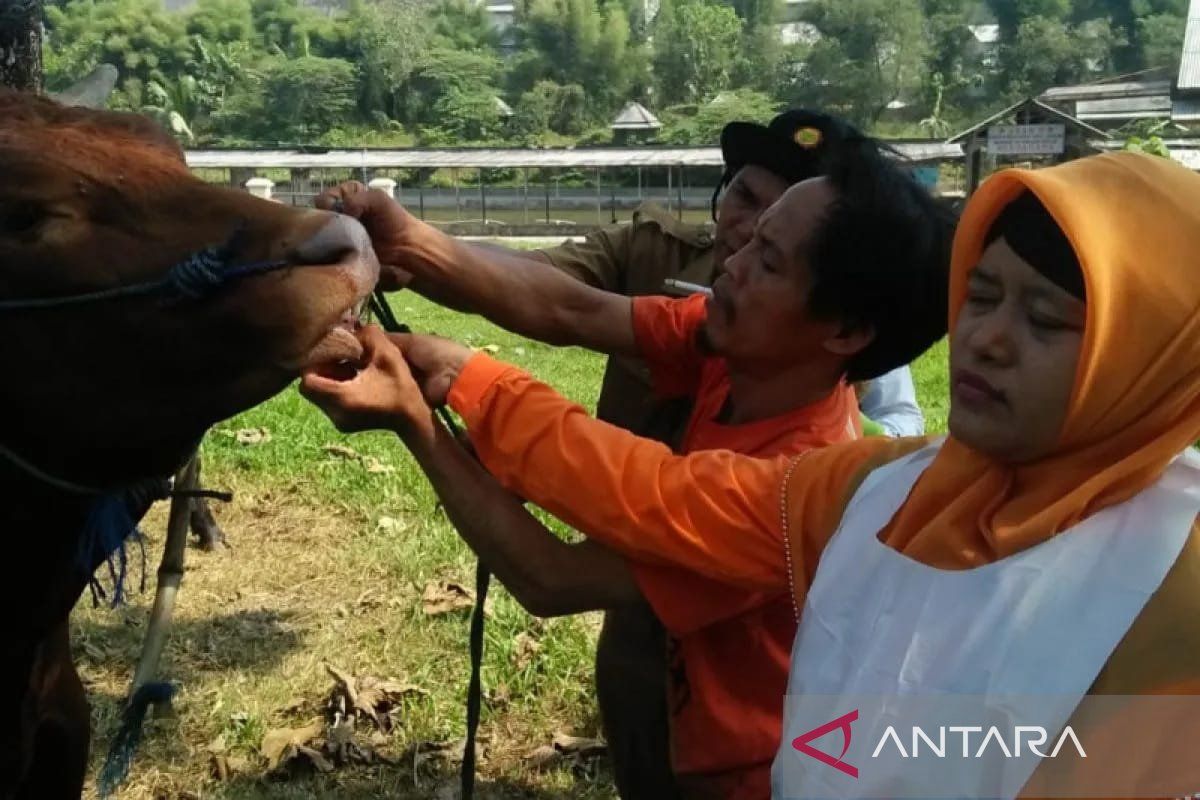 Penyakit "lato-lato" salah satu fokus Tim Pengawasan Hewan OKU Timur