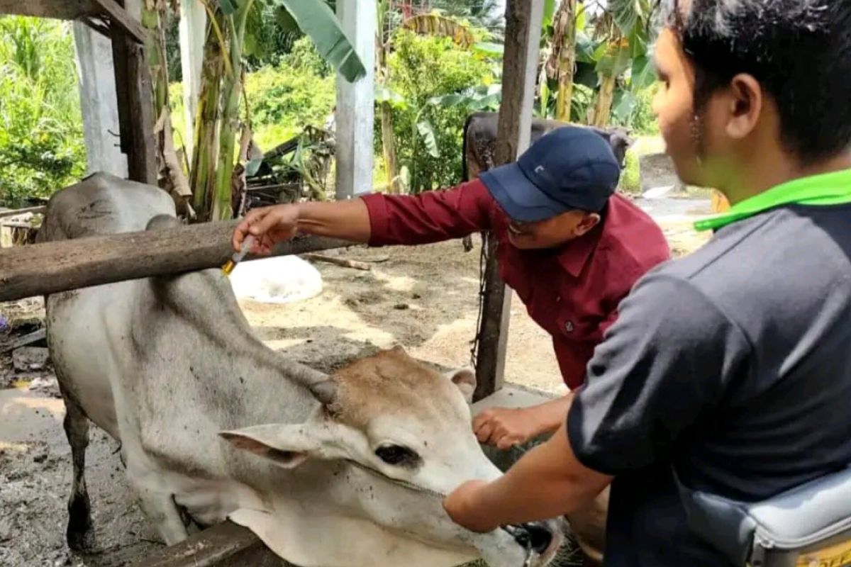 Pemkot Pariaman pastikan 800 hewan kurban layak sembelih