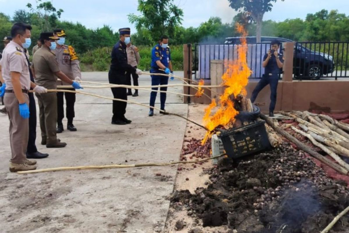 45,5 ton bawang merah dan mangga ilegal dimusnahkan Karantina Riau