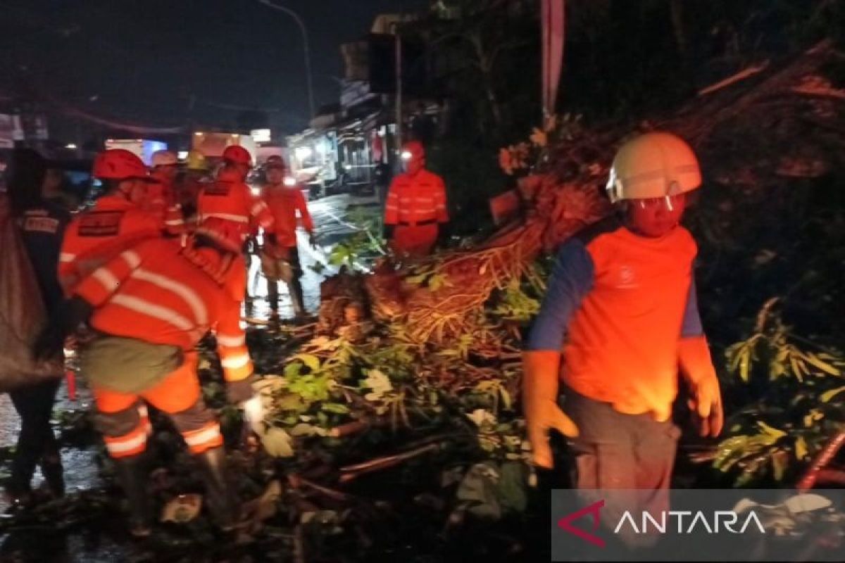 Sebuah pohon tumbang di Kota Bogor timpa pengendara motor hingga tewas