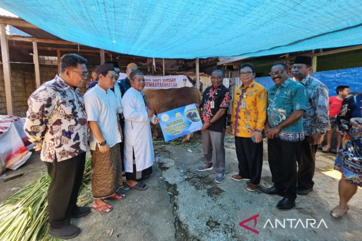 Pemprov Papua distribusi satu sapi kurban bantuan Presiden Jokowi