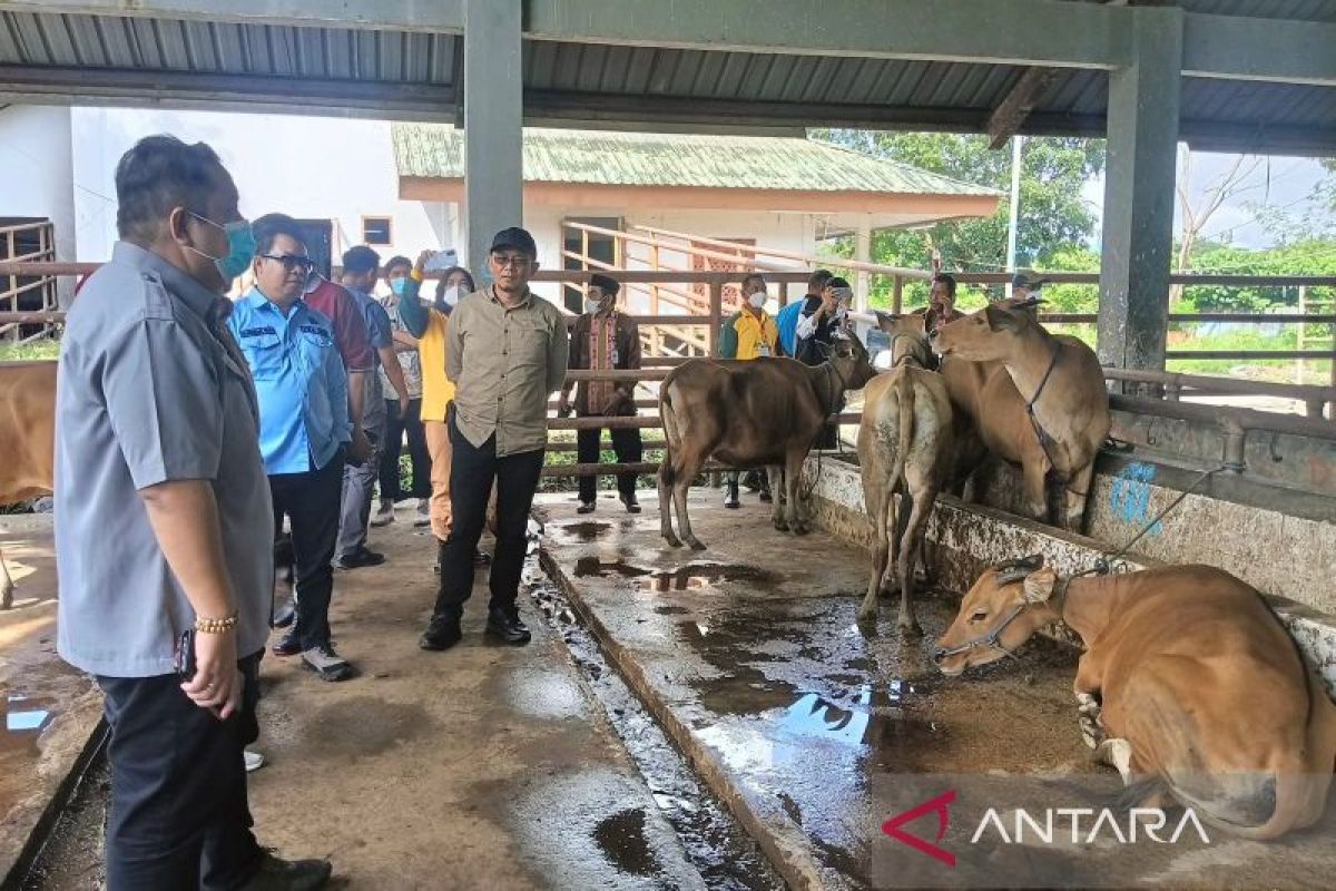 RPH Kendari layak dan siap layani pemotongan hewan kurban