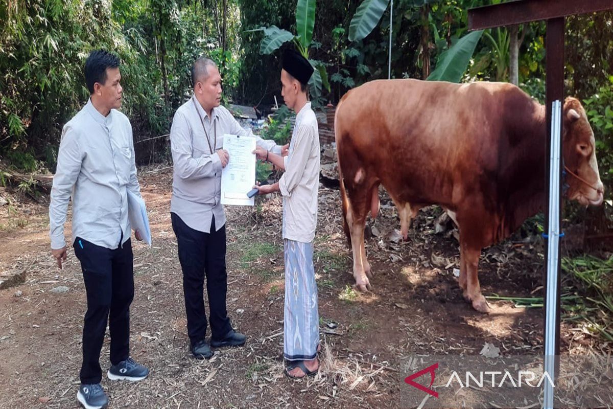 Presiden Jokowi salurkan bantuan hewan kurban sapi di Ponpes Raudlatuf Maarif Boyolali