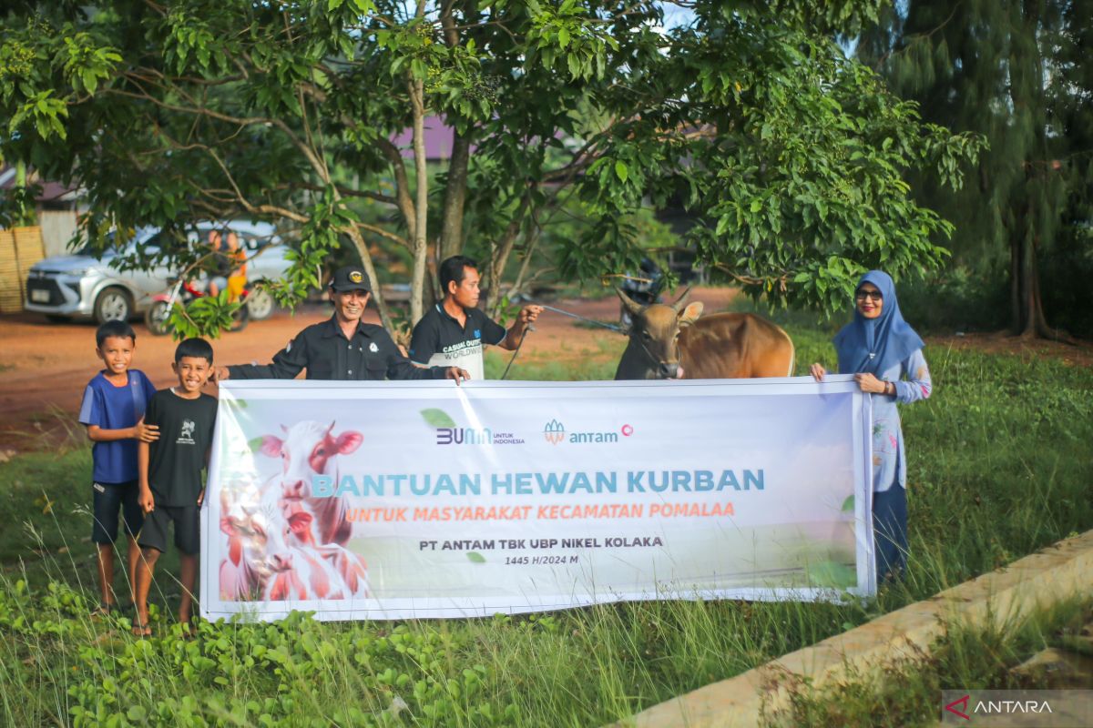 Antam salurkan 12 ekor hewan kurban untuk masyarakat Kolaka