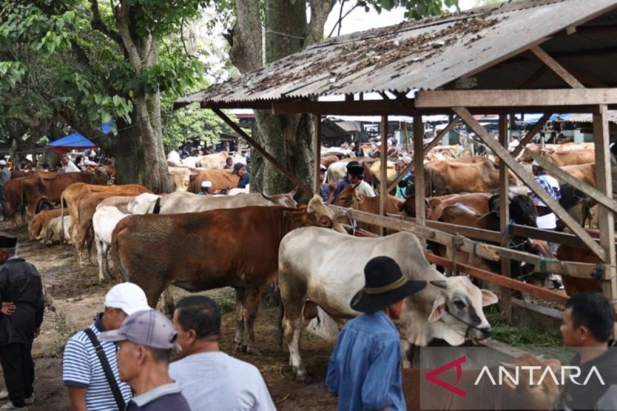 Jumlah hewan kurban di Tanah Datar diperkirakan lebih 4285