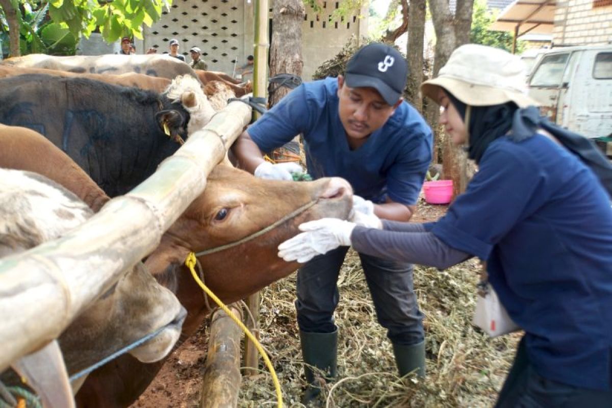 SIG bagikan 331 hewan kurban di 23 provinsi