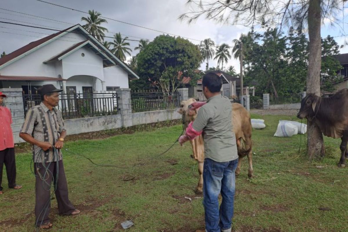 Sebanyak 4.965 ekor hewan kurban dipotong di Agam pada Idul Adha