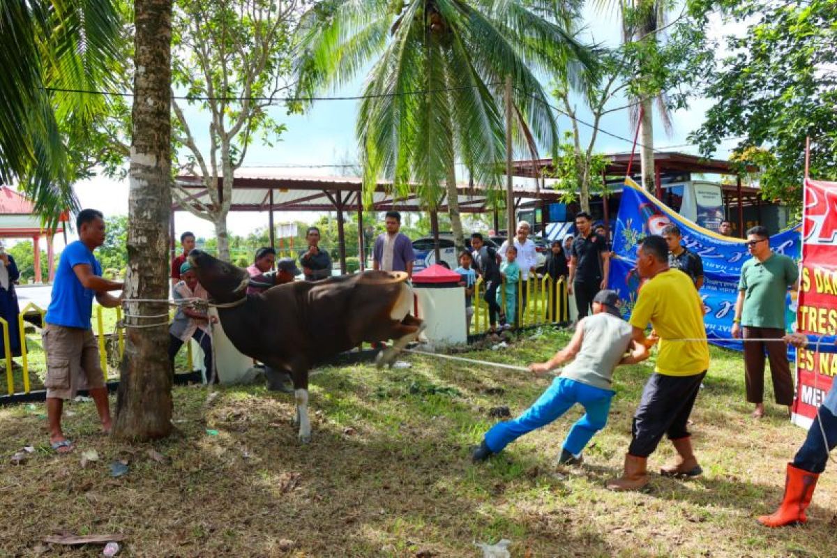 Polres Natuna kurban enam ekor sapi pada perayaan Idul Adha