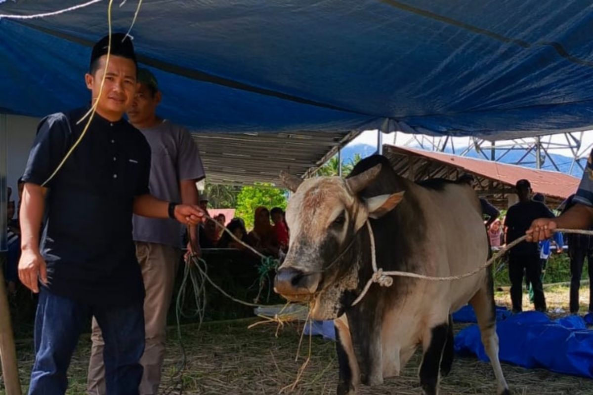 Berbagi di Idul Adha 2024, Caleg DPRD Sumbar terpilih Bagas salurkan sembilan ekor sapi kurban untuk Tanah Datar