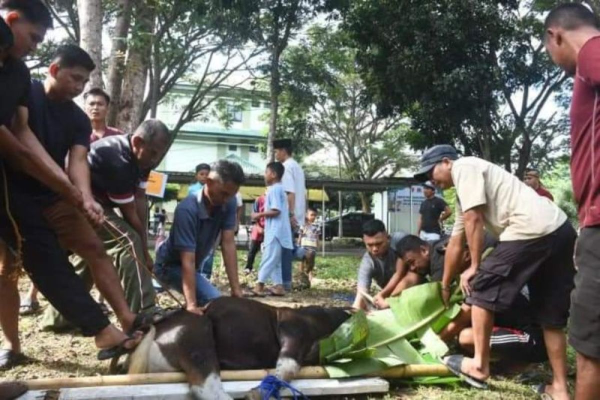 Korem 142 Tatag Mamuju sembelih tujuh ekor sapi pada Idul Adha