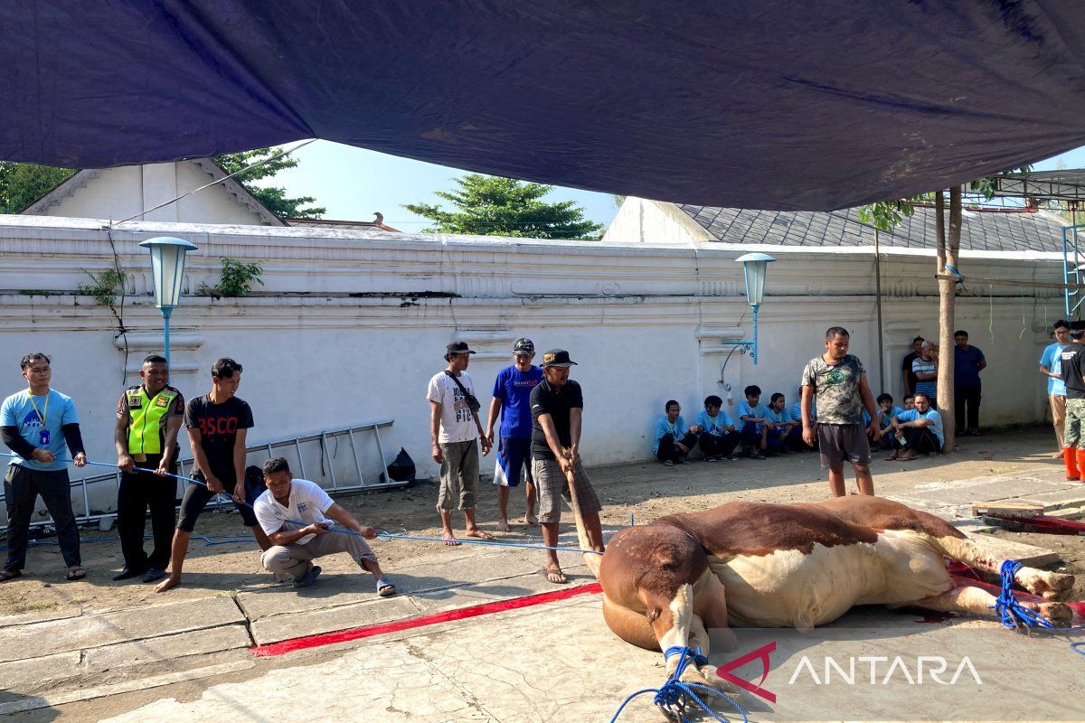 Masjid Agung Surakarta sembelih sapi 1,08 ton dari Presiden Jokowi