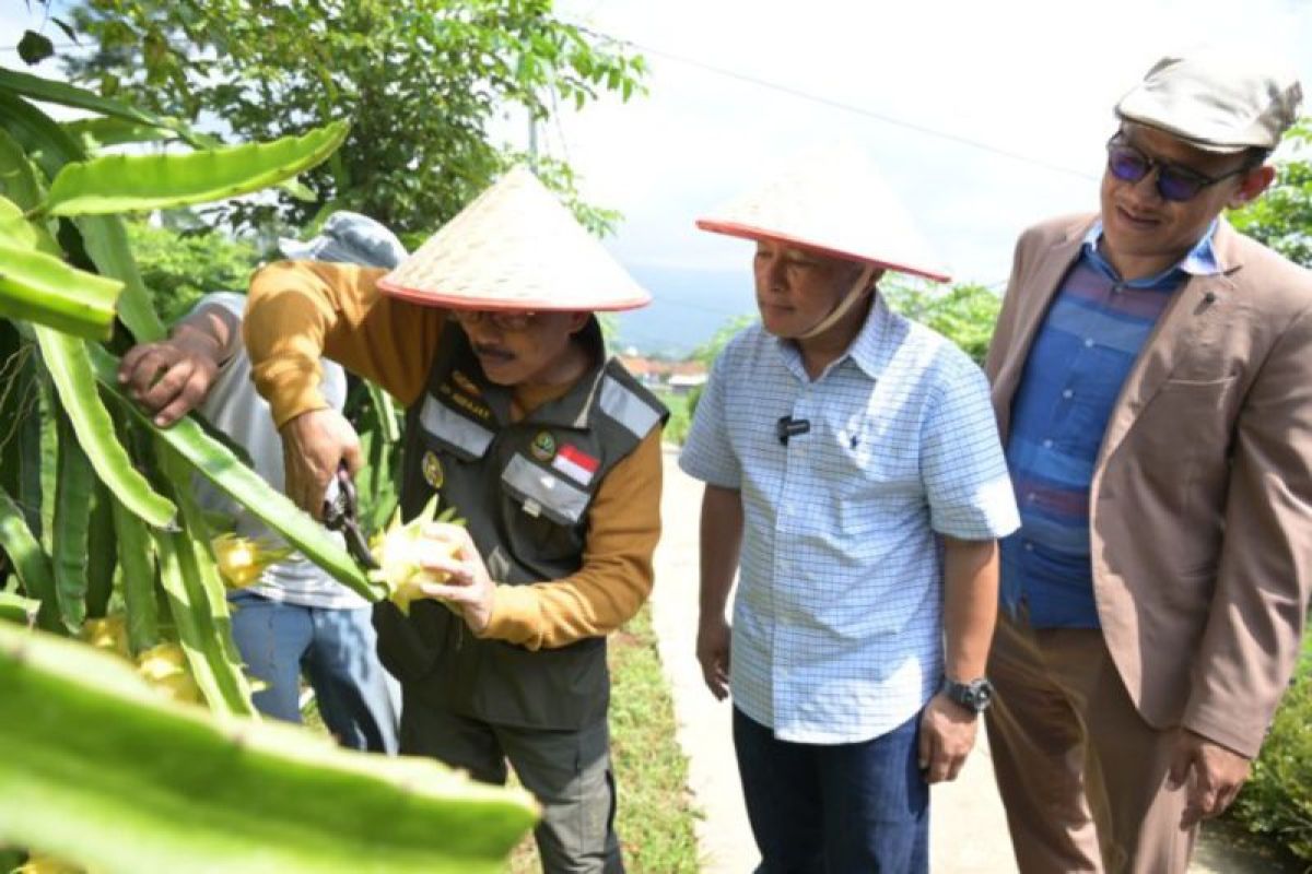 Promosikan kebun buah naga kuning gaet wisatawan