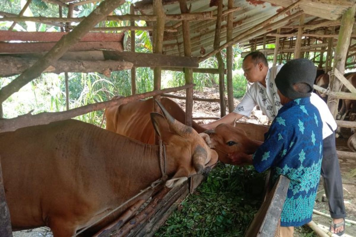 DKPP Bintan temukan kasus cacing hati pada hewan kurban